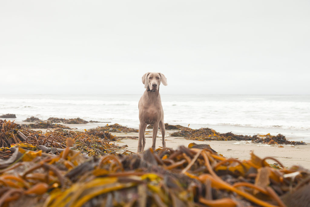 Is Seaweed Good For Dogs?
